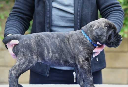 Cane Corso Puppies For Sale