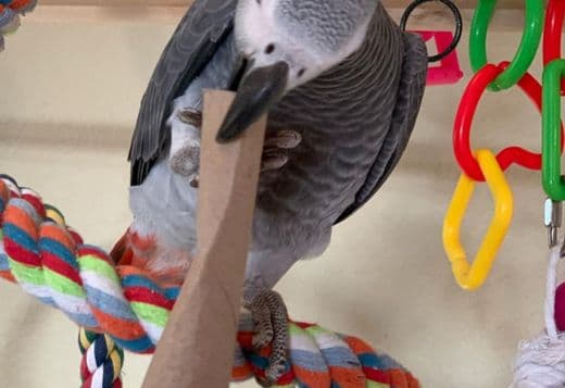 Fully Weaned African Grey Parrots  for Christmas