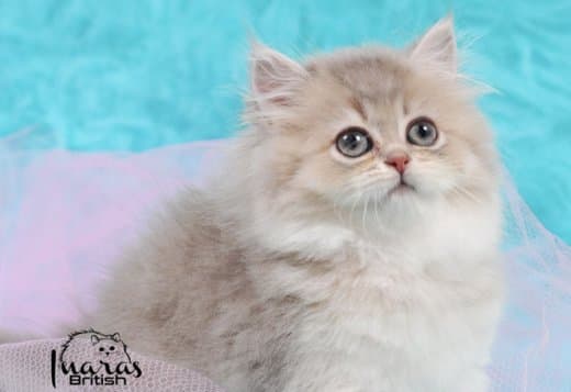 British Longhair and Shorthair kittens