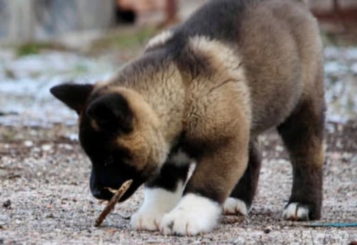 American akita