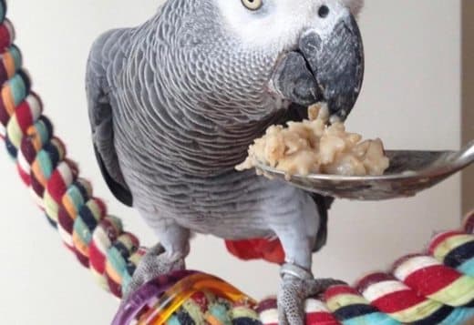 Bonded African Grey Parrots Pair