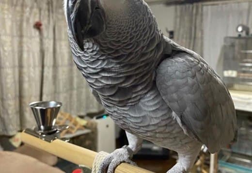 Hand Reared African Greys Available