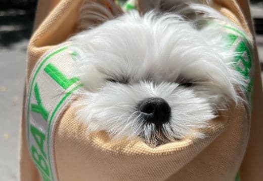 Maltese Puppies for sale