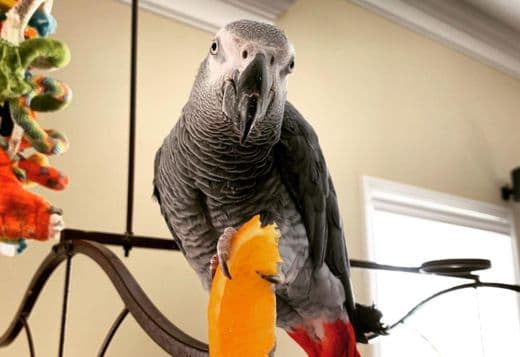 Two African Grey parrots Available Now