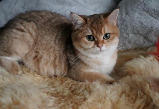 Britishgoldenkingcats