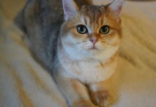 Britishgoldenkingcats