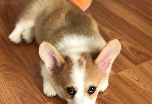 Corgi puppies