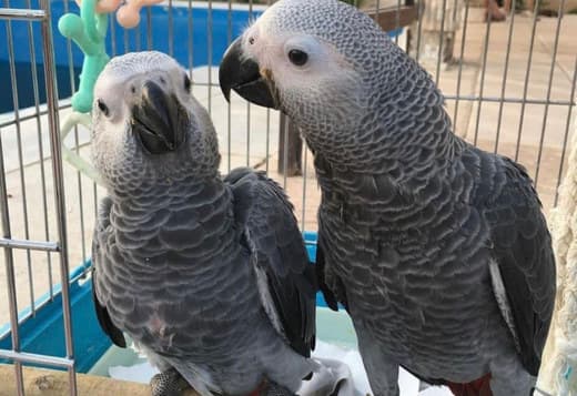 Male and Female Baby African Grey for Sale