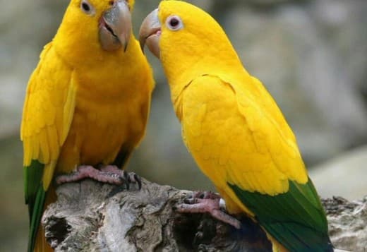 Golden Conure