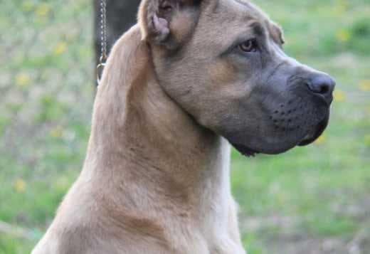 Cane Corso