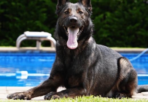 Available Protection Dog for Sale