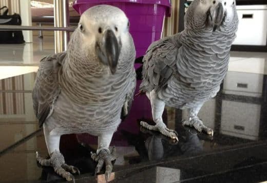 African Gray Timneh Parrots for sale