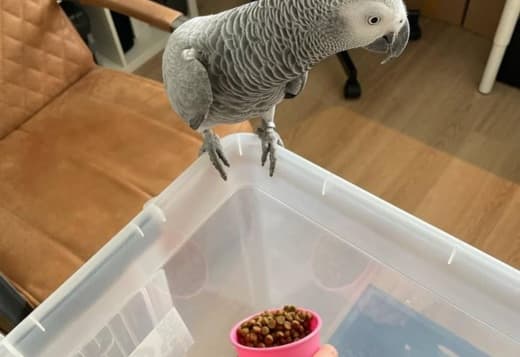 Female African grey parrots ready