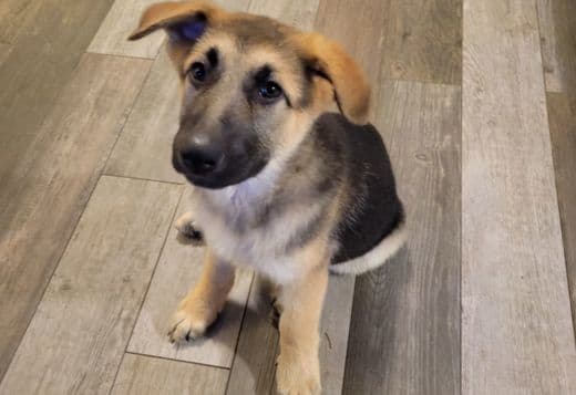 German shepherds