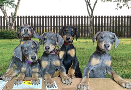 AKC Doberman Puppies