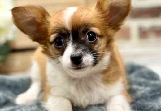 Chihuahua - Shake A Paw
