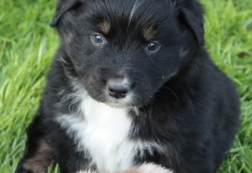 AKC & ASCA Australian Shepherd puppies! parents health tested