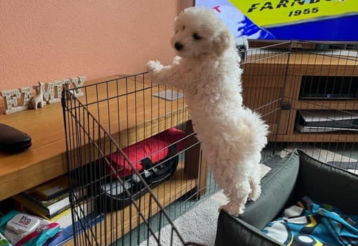 Bichons Frise Puppies for Re-homing