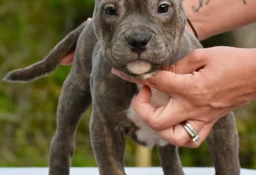 American Bully Puppies for Sale at Americanbullyfarm