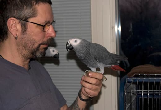 Adorable Tamed Congo African Grey Parrots