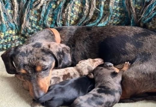 Miniature Dachshund
