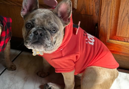 7-month old Frenchie