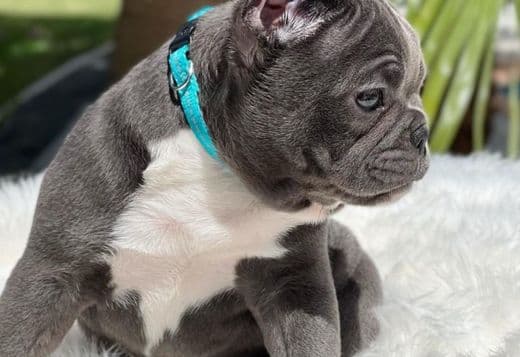 Adorable French Bulldog puppies