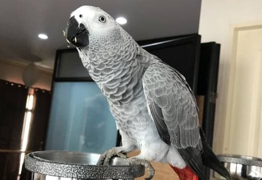 Adorable Female African Grey Parrots Ready Now