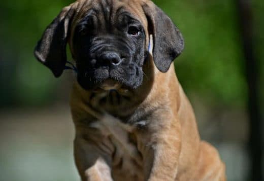 Cane Corso puppies
