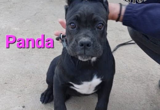 Cane Corso puppies