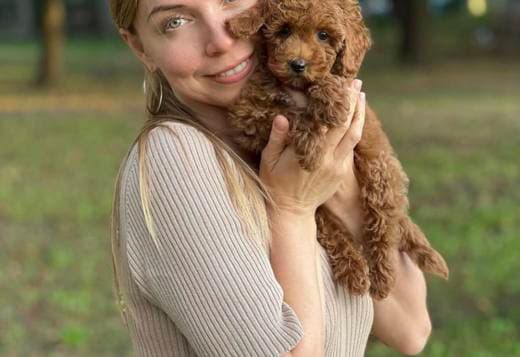 Maltipoo Puppies READY TO GO NOW