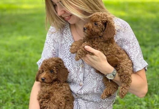 Maltipoo Puppies READY TO GO NOW