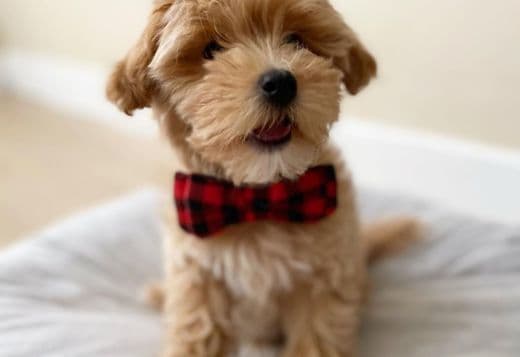 MALE and FEMALE TOY POODLE PUPPIES