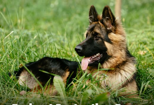 Fully Trained Guard Dogs for Sale | Pinnacle Protection Dogs