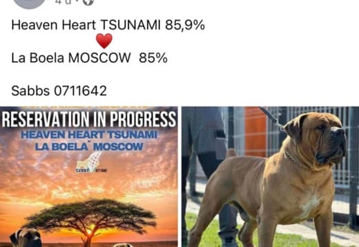 South African Mastiff - Boerboel puppies