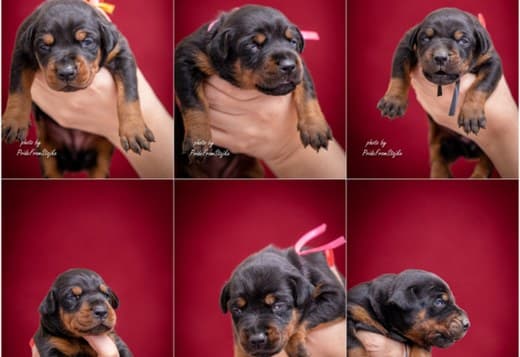 Doberman puppies