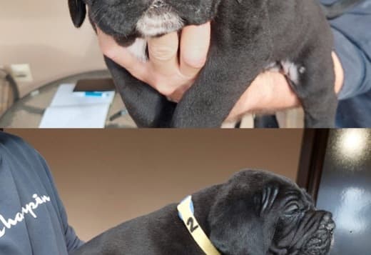 Cane Corso puppies