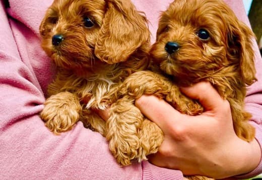 Cavapoo puppies