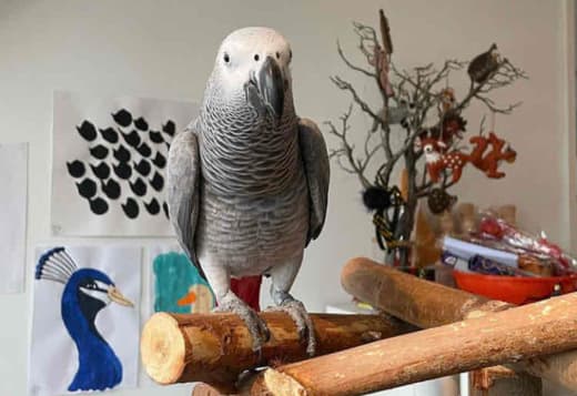 Beautiful African grey parrots and Hyacinth macaws available