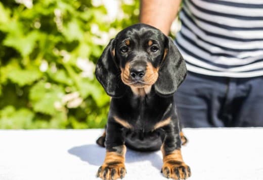 Standard Dachshund puppies