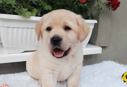 Labrador retriever puppies