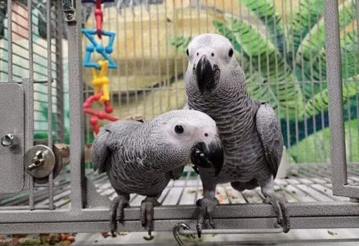 Handreared Baby African Greys for Sale