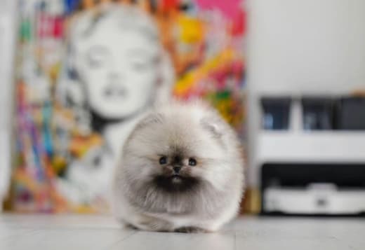 Cute Babi Pom rare color