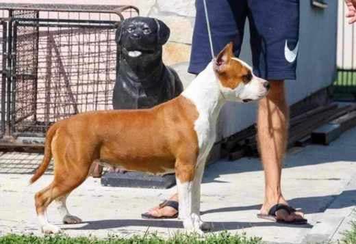 American Staffordshire Terrier puppies