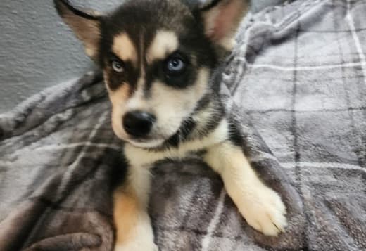 Siberian husky
