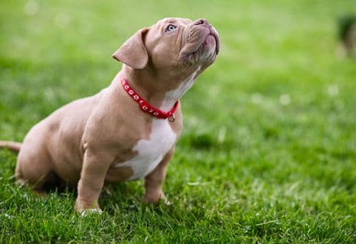 American Bully  puppies for sale