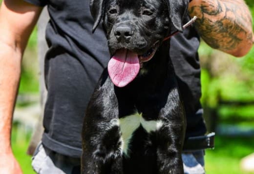 Cane Corso female puppy