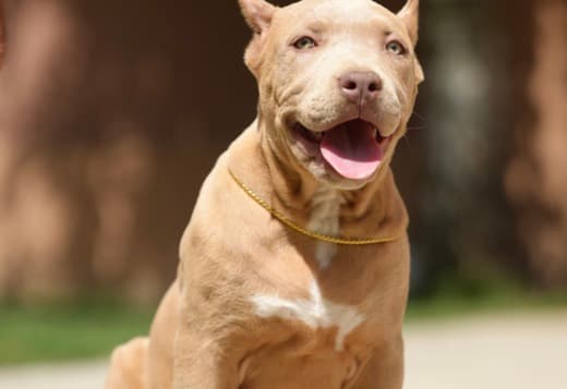 American Bully puppies