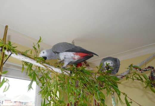 Talented  African Grey Parrots Available