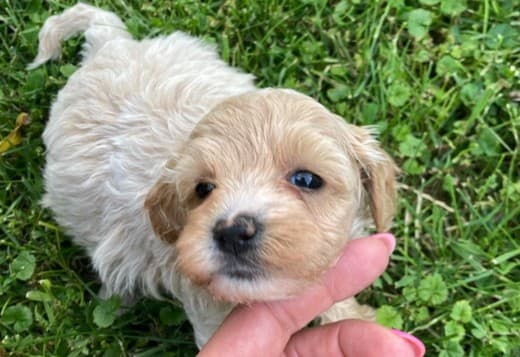 Maltipoo puppies for sale